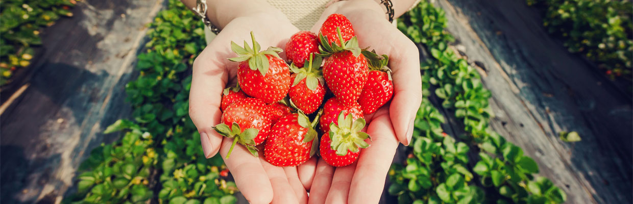 Woman is picking strawberries;image used for "How to build passive income" article.